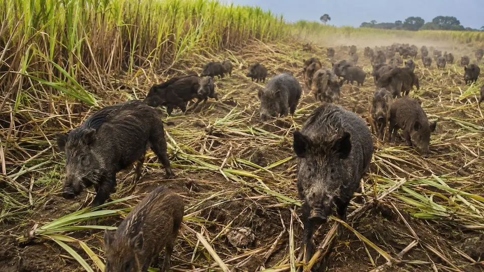 Faesp debate avanço dos javalis e riscos para o agro
