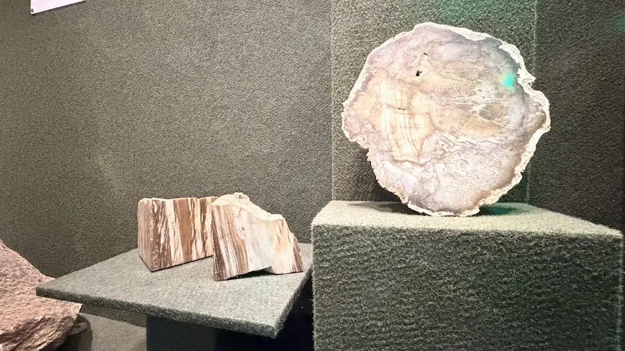 amostras de madeira petrificada e cortes transversais exibidos em pedestais