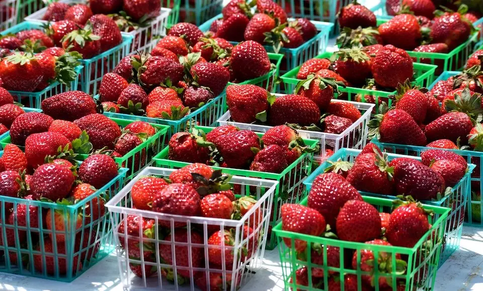 Frutas e verduras ilustram o planejamento das compras de hortifruti