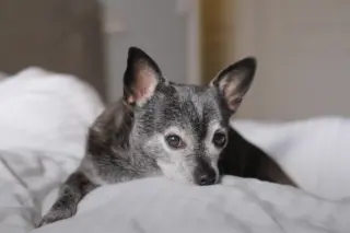Cão pequeno de pelagem cinza com focinho esbranquiçado deitado sobre roupa de cama branca