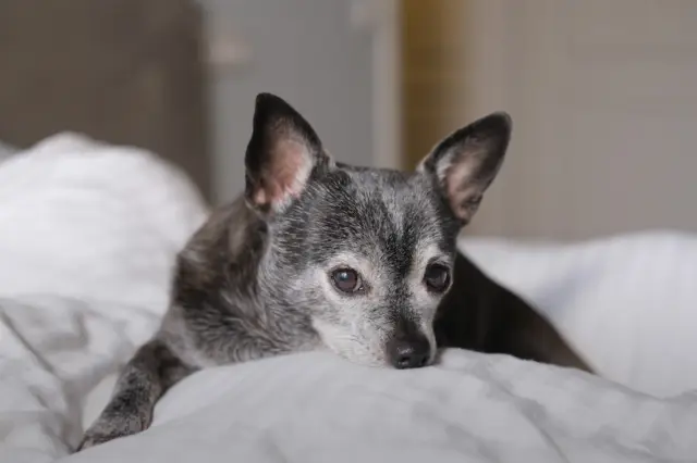 Cão pequeno de pelagem cinza com focinho esbranquiçado deitado sobre roupa de cama branca