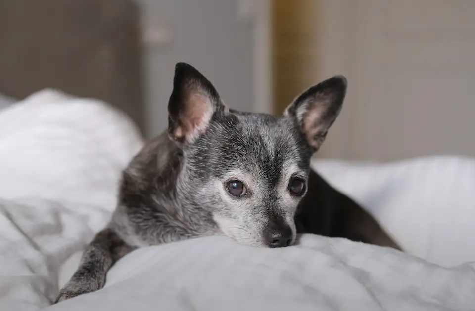 Cão pequeno de pelagem cinza com focinho esbranquiçado deitado sobre roupa de cama branca