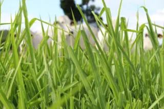 Lâminas de capim verde em primeiro plano com vacas desfocadas ao fundo e céu azul