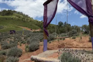 campo com arbustos de lavanda e um balanço de madeira em estrutura de madeira com tecido roxo