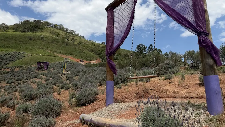 campo com arbustos de lavanda e um balanço de madeira em estrutura de madeira com tecido roxo