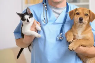 Pessoa com jaleco azul e estetoscópio segurando um gato preto e branco e um cão marrom claro