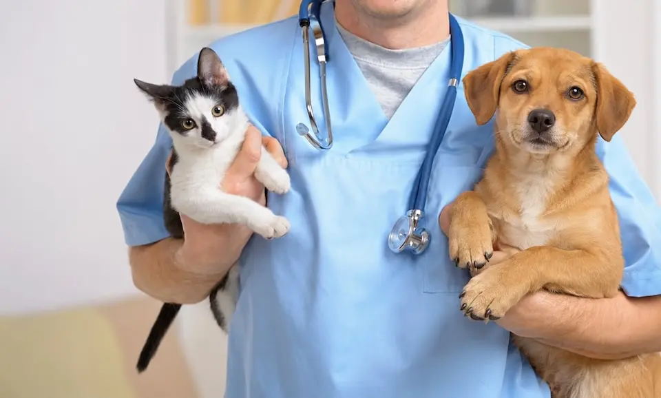 Pessoa com jaleco azul e estetoscópio segurando um gato preto e branco e um cão marrom claro