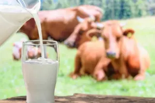 Jarro despejando leite em um copo sobre superfície de madeira; vacas marrons deitadas em pasto ao fundo