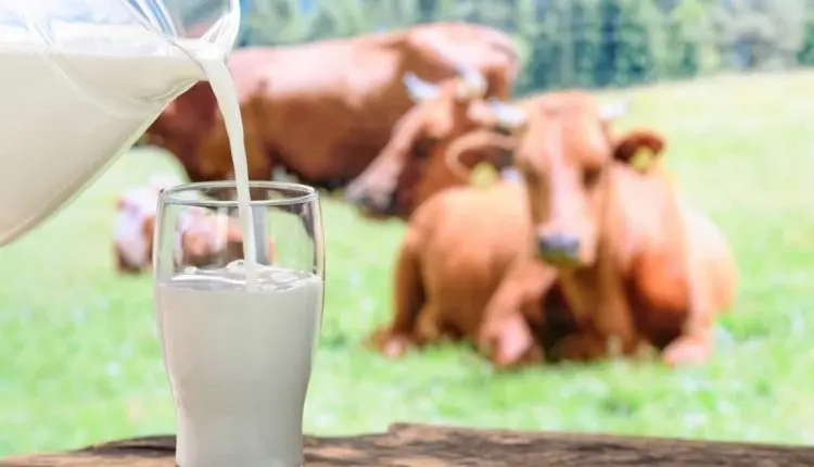 Jarro despejando leite em um copo sobre superfície de madeira; vacas marrons deitadas em pasto ao fundo